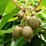 Байерн Киви